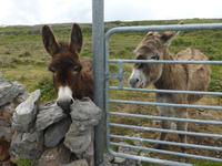 056-Inishmore &ndash; &copy; Dirk Schlosser (Eberhardt TRAVEL)