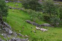 Kissane Sheep Farm &ndash; &copy; Andreas Wolfsteller (Eberhardt TRAVEL)