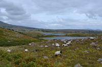 Wanderung an der Clew Bay (Lettermaghera Loop)