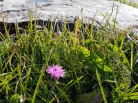 Burren &ndash; &copy; Constanze Hölig (Eberhardt TRAVEL)