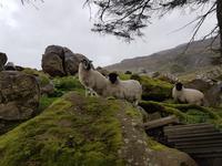 Ring of Kerry &ndash; &copy; Constanze Hölig (Eberhardt TRAVEL)
