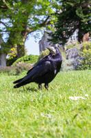 Killarney-Nationalpark &ndash; &copy; Dirk Schlosser (Eberhardt TRAVEL)