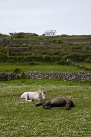 120 – Aran-Insel Inishmore &ndash; &copy; Vivien Fiedler (Eberhardt TRAVEL)