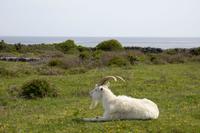 128 – Aran-Insel Inishmore &ndash; &copy; Vivien Fiedler (Eberhardt TRAVEL)