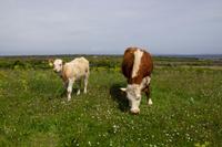 130 – Aran-Insel Inishmore &ndash; &copy; Vivien Fiedler (Eberhardt TRAVEL)