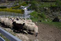222 – Kissane Schaf-Farm &ndash; &copy; Vivien Fiedler (Eberhardt TRAVEL)