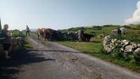DSC_0416carna (2) &ndash; &copy; Katrin Kerpa (Eberhardt TRAVEL)