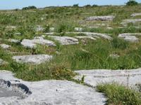 The Burren &ndash; &copy; Wiebke Lücker (Eberhardt TRAVEL)