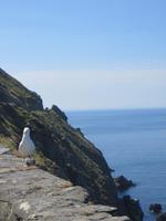 Dingle Slea Head Drive &ndash; &copy; Wiebke Lücker (Eberhardt TRAVEL)