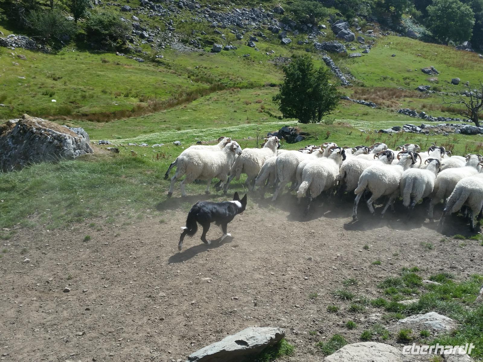 077-Kissanes_Shepfarm &ndash; &copy; Dirk Schlosser (Eberhardt TRAVEL)