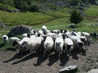 076-Kissanes_Shepfarm &ndash; &copy; Dirk Schlosser (Eberhardt TRAVEL)