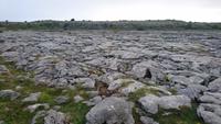 Im Burren &ndash; &copy; Stefan Jahnke (Eberhardt TRAVEL)