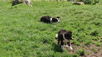 Bordercollies &ndash; &copy; Stefan Jahnke (Eberhardt TRAVEL)
