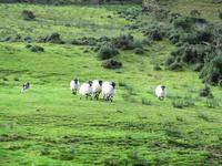 Brandon Sheep Farm &ndash; &copy; Constanze Hölig (Eberhardt TRAVEL)
