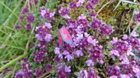 The Burren &ndash; &copy; Petra Sauer (Eberhardt TRAVEL)