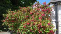 Fuchsien &ndash; &copy; Petra Sauer (Eberhardt TRAVEL)