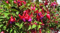 Fuchsie &ndash; &copy; Petra Sauer (Eberhardt TRAVEL)