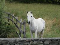  Connmara- Pony &ndash; &copy; Adelheid Fritzsche (Eberhardt TRAVEL)