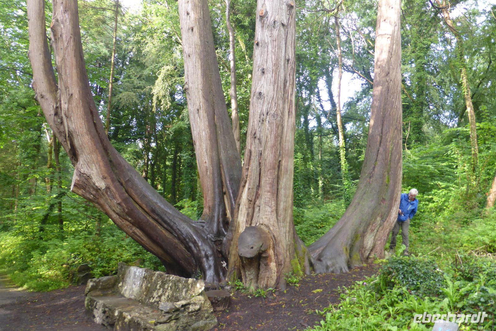 075-Coole-Park &ndash; &copy; Dirk Schlosser (Eberhardt TRAVEL)