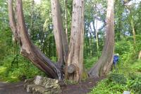 075-Coole-Park &ndash; &copy; Dirk Schlosser (Eberhardt TRAVEL)