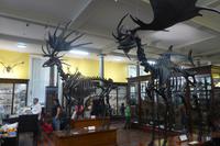 098-Dublin_Natural-History-Museum &ndash; &copy; Dirk Schlosser (Eberhardt TRAVEL)
