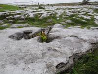 Burren &ndash; &copy; Constanze Hölig (Eberhardt TRAVEL)