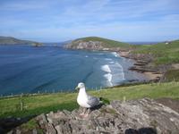 Dingle &ndash; &copy; Constanze Hölig (Eberhardt TRAVEL)