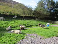Brendan Sheep Farm &ndash; &copy; Constanze Hölig (Eberhardt TRAVEL)