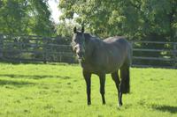 062-National-Stud_Kildare &ndash; &copy; Dirk Schlosser (Eberhardt TRAVEL)
