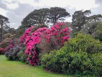 Muckross Garden &ndash; &copy; Sinah Witzig (Eberhardt TRAVEL)