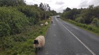 Connemara &ndash; &copy; Constanze Maißel (Eberhardt TRAVEL)