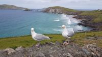 Dingle &ndash; &copy; Constanze Maißel (Eberhardt TRAVEL)