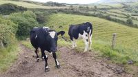 Dingle &ndash; &copy; Constanze Maißel (Eberhardt TRAVEL)