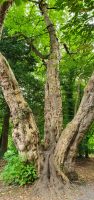  Coole Park  &ndash; &copy; Marlies Thrum (Eberhardt TRAVEL)