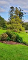 Coole Park Gort &ndash; &copy; Marlies Thrum (Eberhardt TRAVEL)