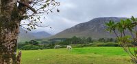 Connemara Ponys &ndash; &copy; Marlies Thrum (Eberhardt TRAVEL)