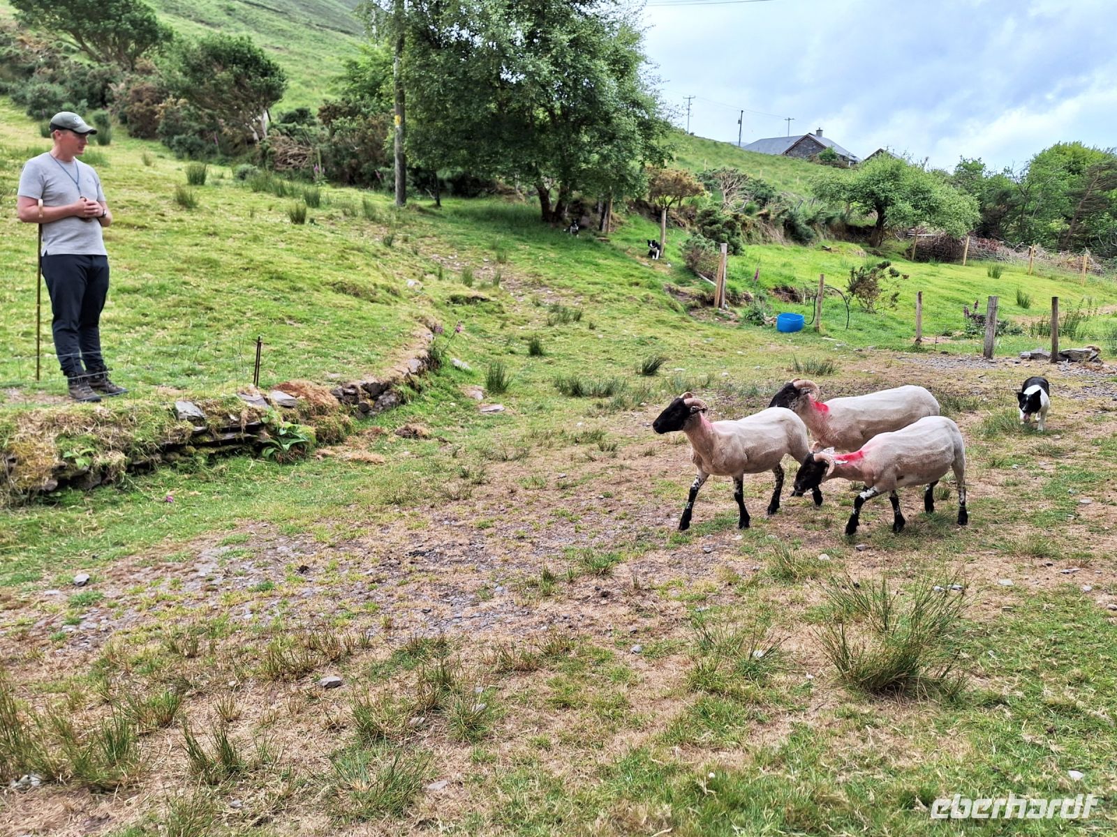 Kells Sheepdog Farm &ndash; &copy; Sinah Witzig (Eberhardt TRAVEL)