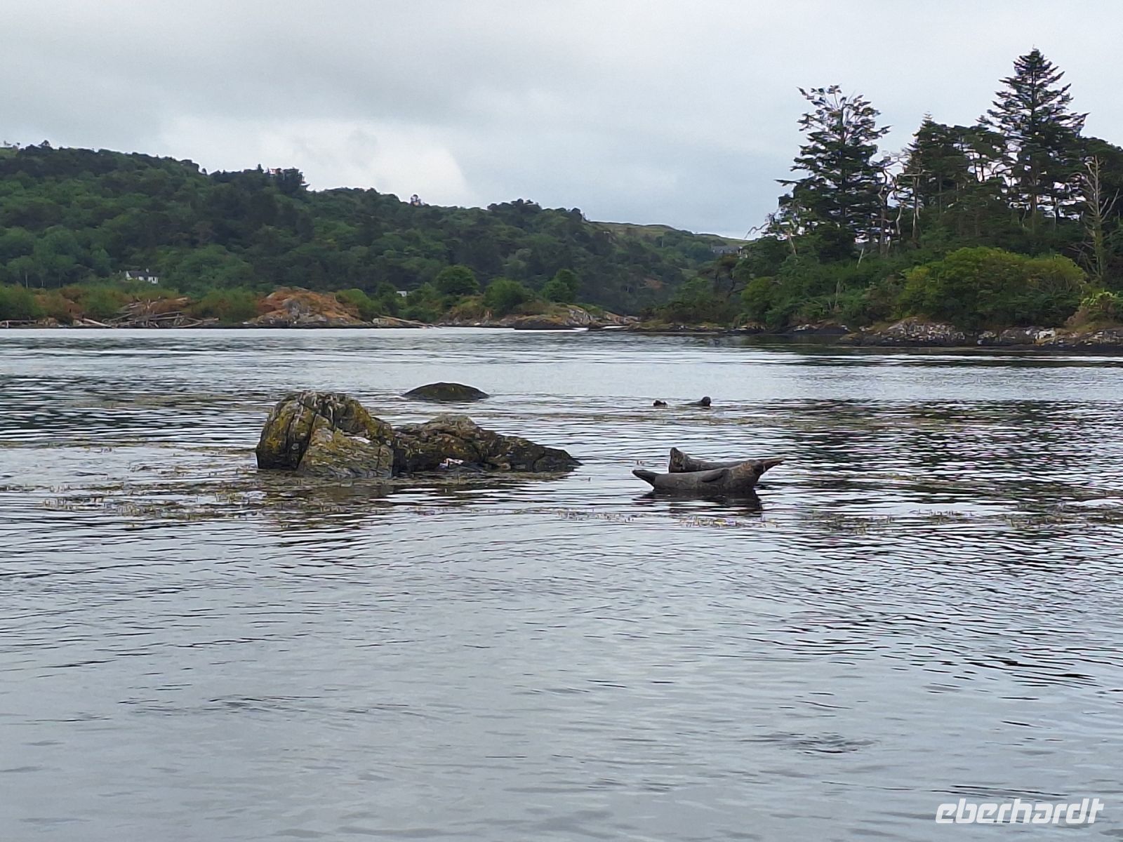 Robben in Glengariff &ndash; &copy; Sinah Witzig (Eberhardt TRAVEL)