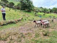 Kells Sheepdog Farm &ndash; &copy; Sinah Witzig (Eberhardt TRAVEL)