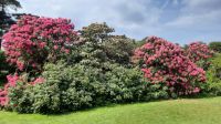 6 Muckross Garden c &ndash; &copy; Walter Neuwirth (Eberhardt TRAVEL)