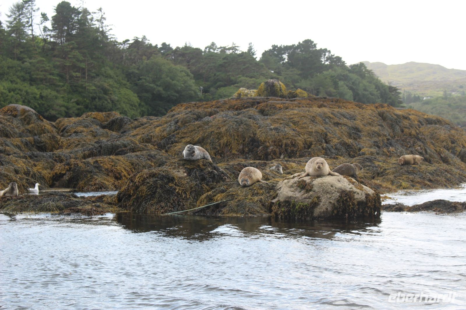 Überfahrt Garnish Island &ndash; &copy; Walter Neuwirth (Eberhardt TRAVEL)