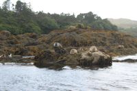 Überfahrt Garnish Island &ndash; &copy; Walter Neuwirth (Eberhardt TRAVEL)