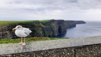 Cliffs of Moher &ndash; &copy; Constanze Maißel (Eberhardt TRAVEL)