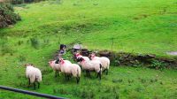 Kells Sheep Dogs &ndash; &copy; Constanze Maißel (Eberhardt TRAVEL)