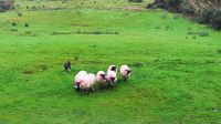 Kells Sheep Dogs