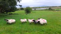 Atlantic Sheepdog  &ndash; &copy; Constanze Maißel (Eberhardt TRAVEL)
