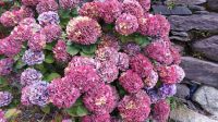 und überall diese Blumen &ndash; &copy; Walter Neuwirth (Eberhardt TRAVEL)