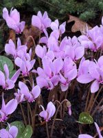 Blarney Gardens &ndash; &copy; Walter Neuwirth (Eberhardt TRAVEL)