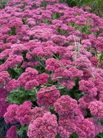 Blumenn überall &ndash; &copy; Walter Neuwirth (Eberhardt TRAVEL)