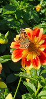 Blumen &ndash; &copy; Walter Neuwirth (Eberhardt TRAVEL)